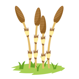 つくしのイラスト